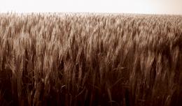 amber waves of grain